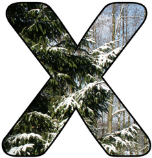 Winter-Buchstabe-X.jpg